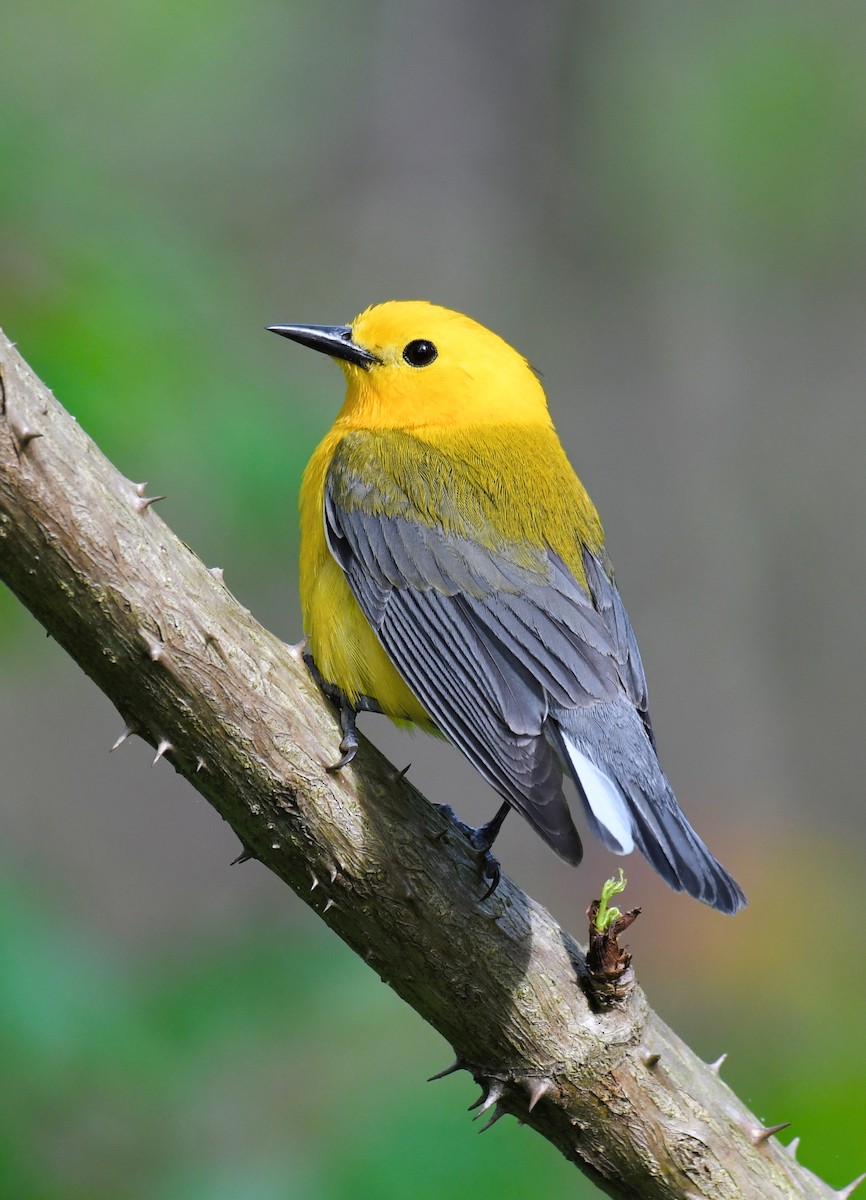 Prothonotary Warbler - ML160220741