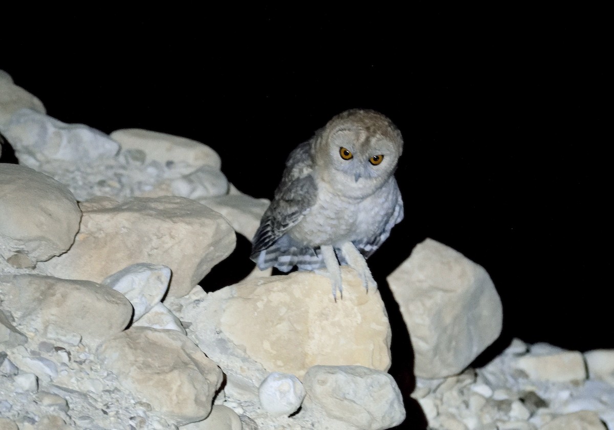 Desert Owl - ML160222221