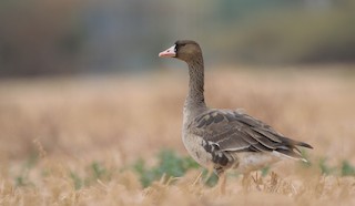 Greater White-fronted Goose, ML160222561
