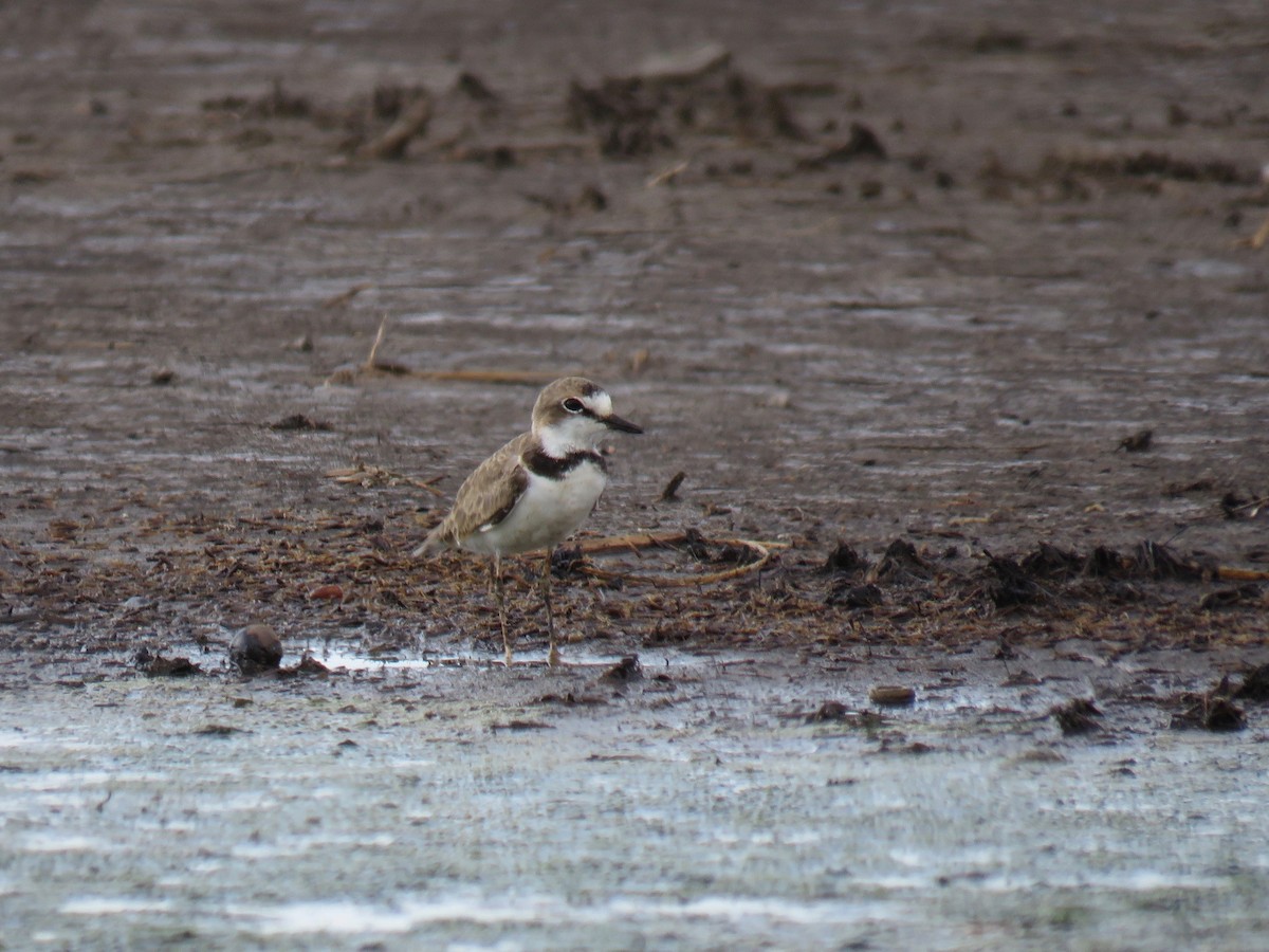 Collared Plover - ML160224471