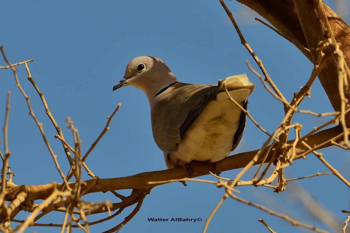 African Collared-Dove - ML160228351