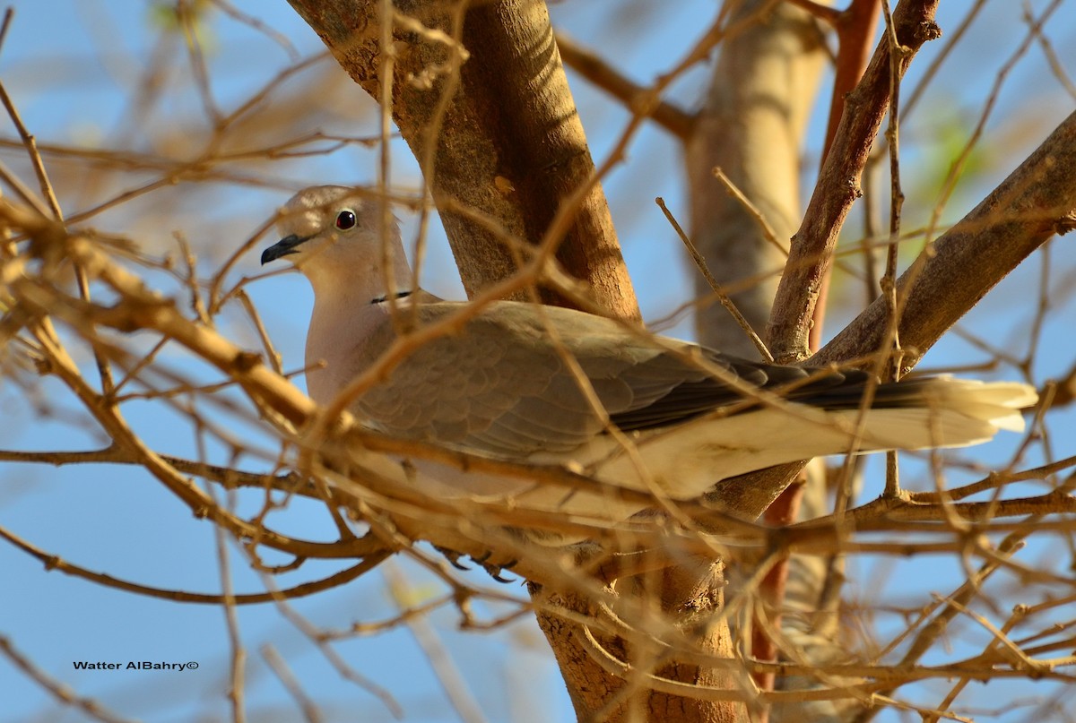 African Collared-Dove - ML160228411