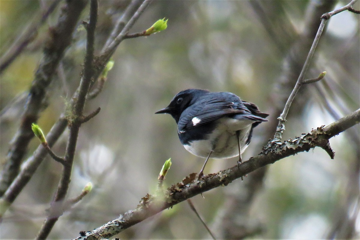 Black-throated Blue Warbler - ML160229451