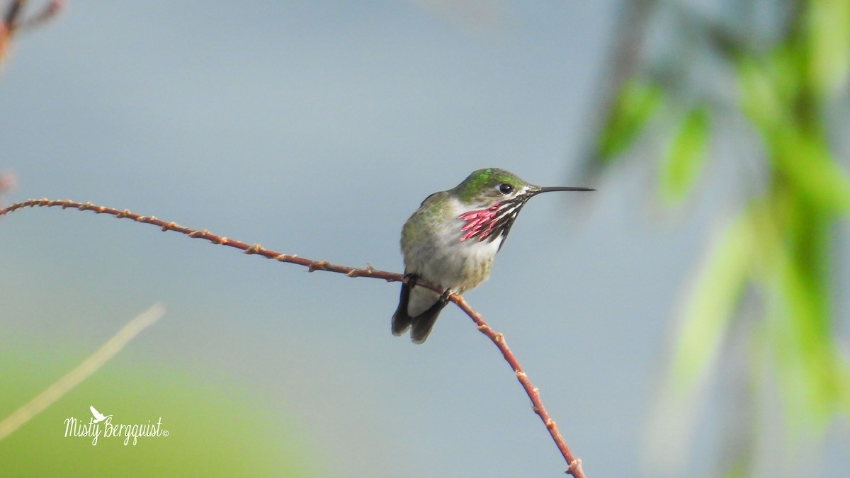 Calliope Hummingbird - Misty Bergquist