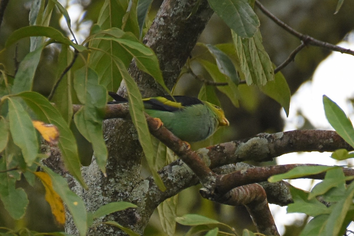 Lilac-tailed Parrotlet - Janet Rathjen