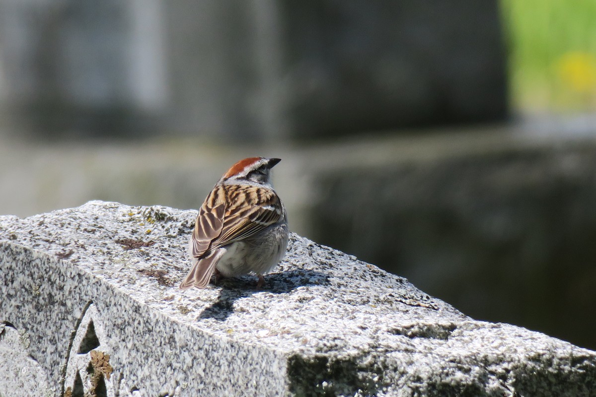 Chipping Sparrow - ML160237911