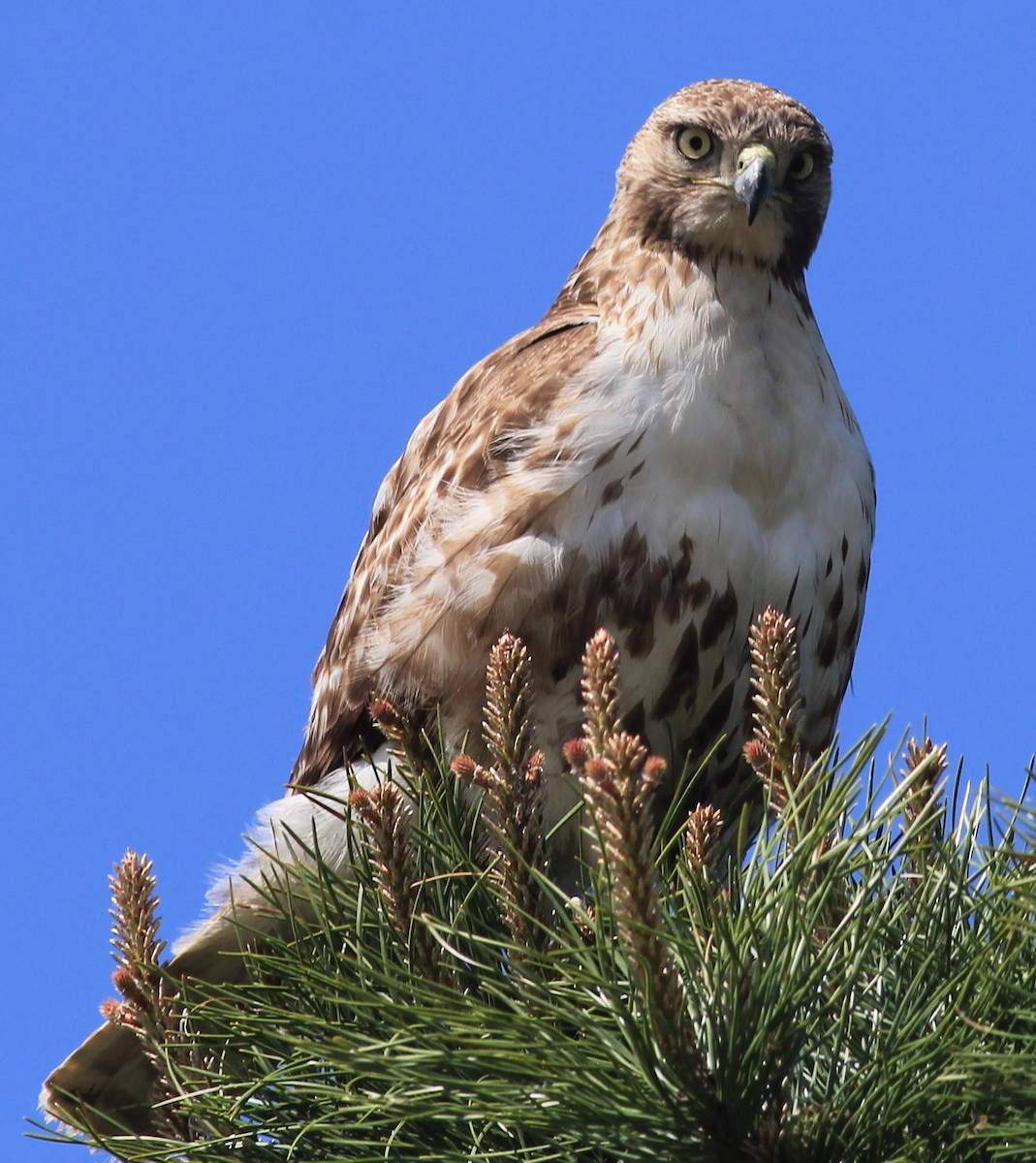 Red-tailed Hawk - ML160238761