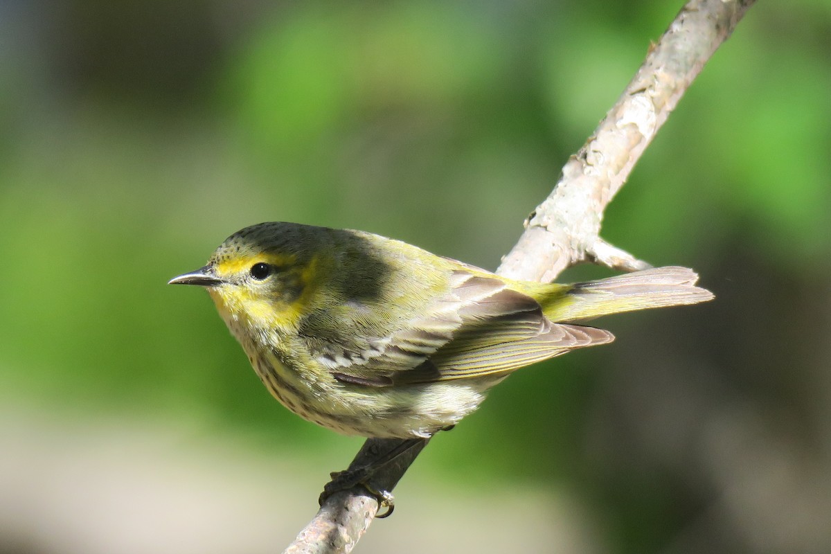 Cape May Warbler - ML160239101