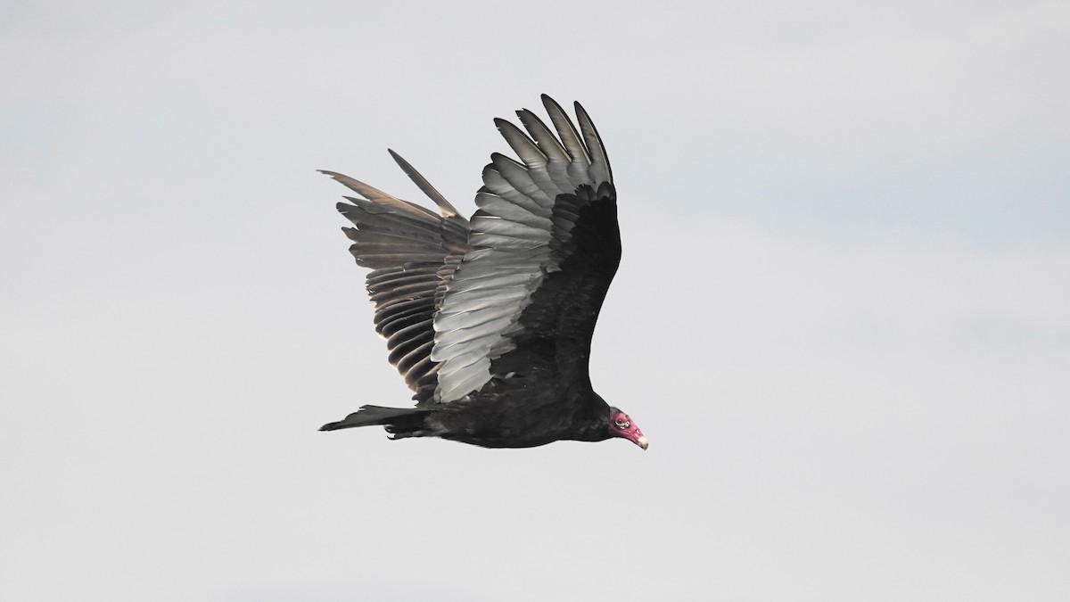 Turkey Vulture - Barry Day