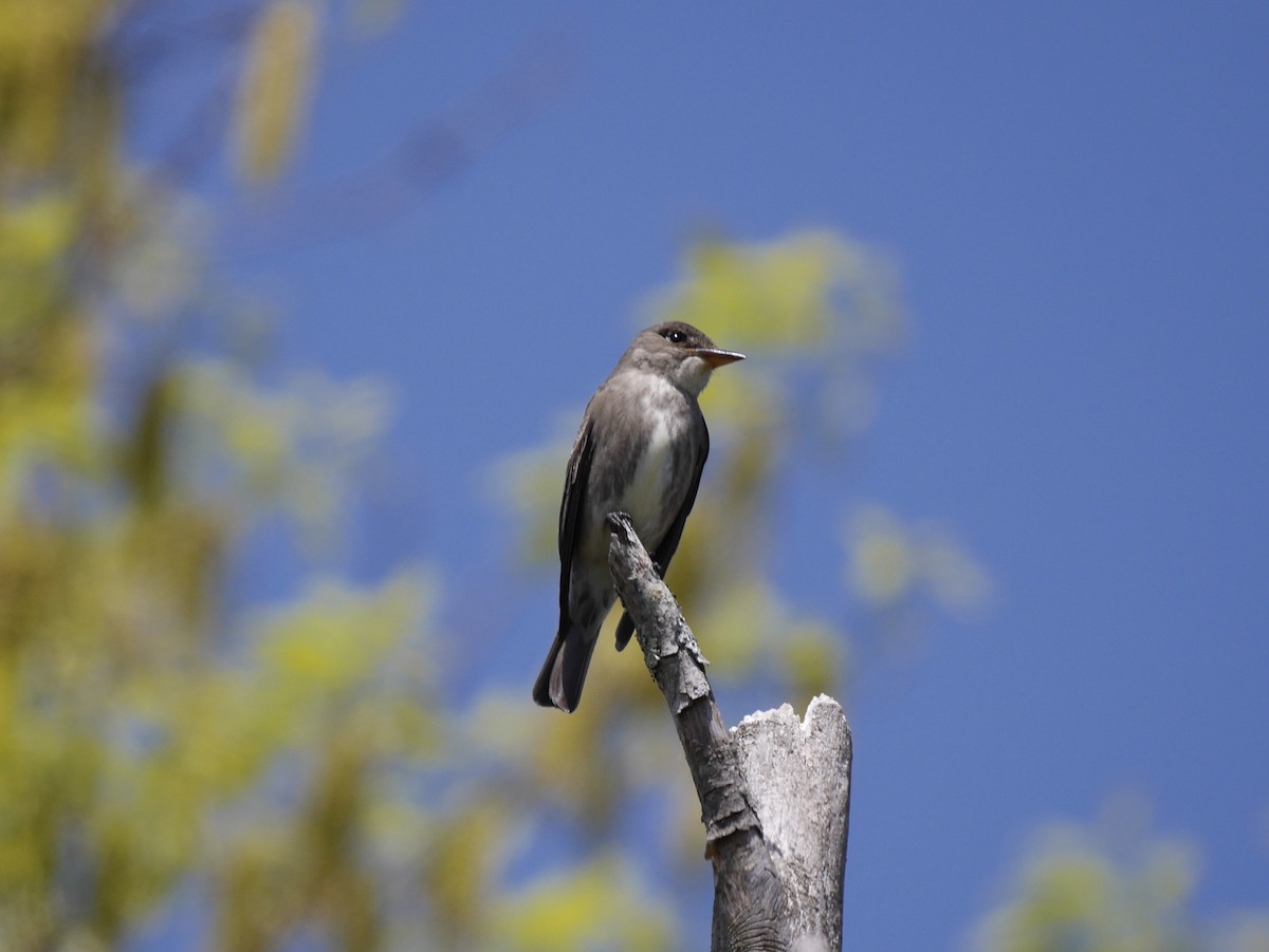 Olive-sided Flycatcher - Katie  Towler