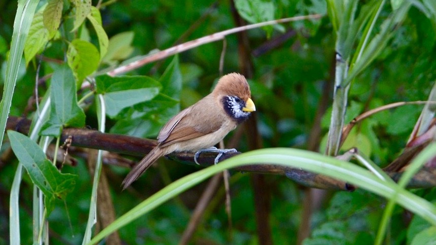 Black-breasted Parrotbill - ML160246231