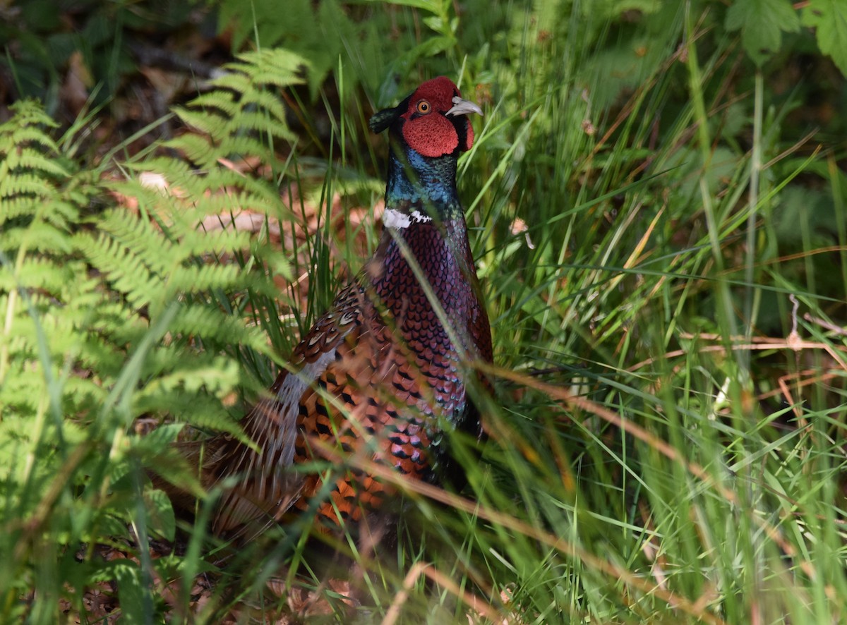 Ring-necked Pheasant - A Emmerson