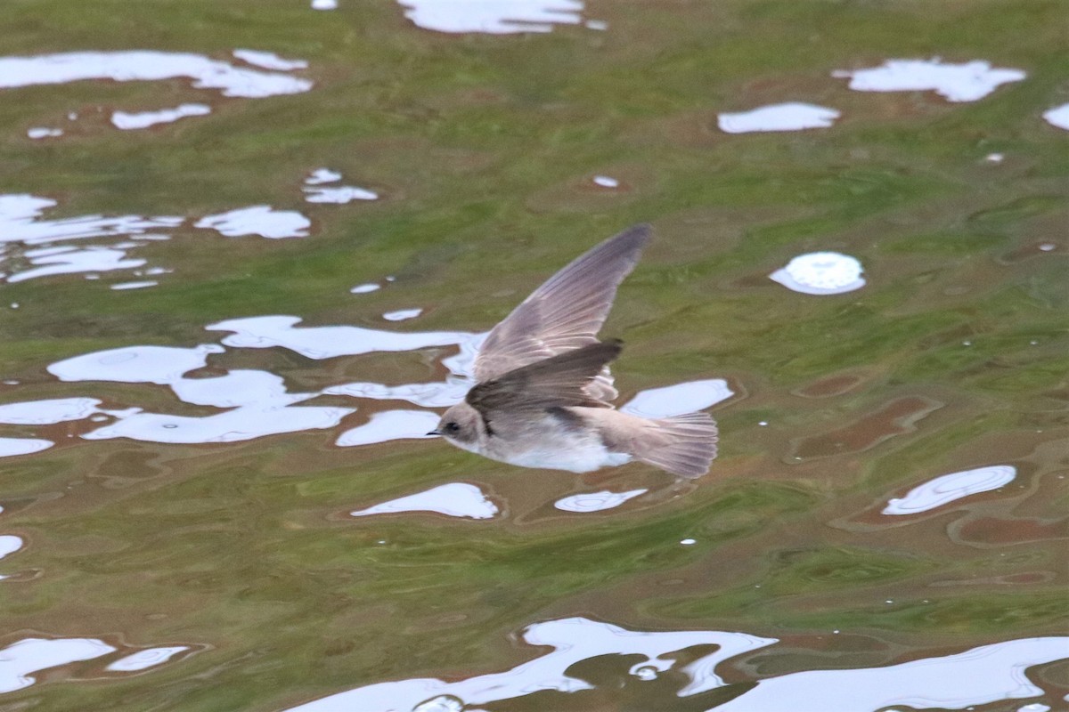 Northern Rough-winged Swallow - Joe Kipper