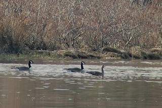 Greater White-fronted Goose, ML160249181