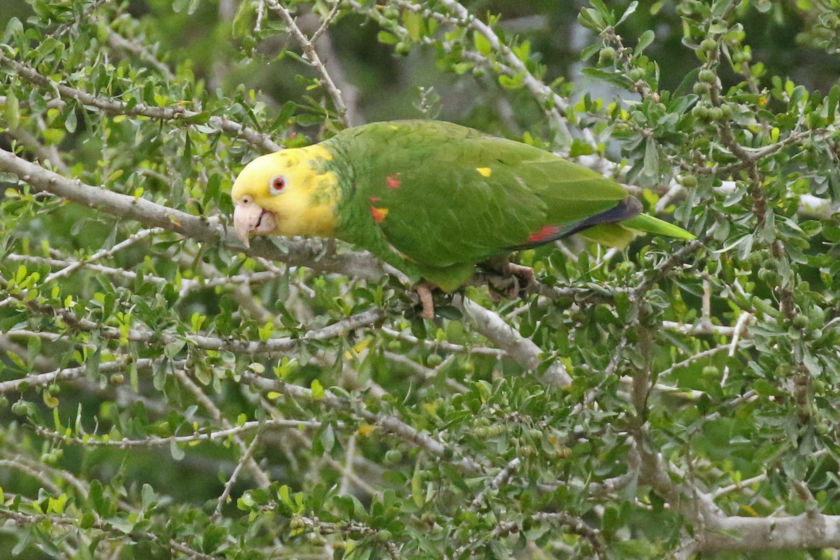 Yellow-headed Parrot - Kristy Baker