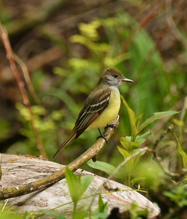 Great Crested Flycatcher - ML160254111