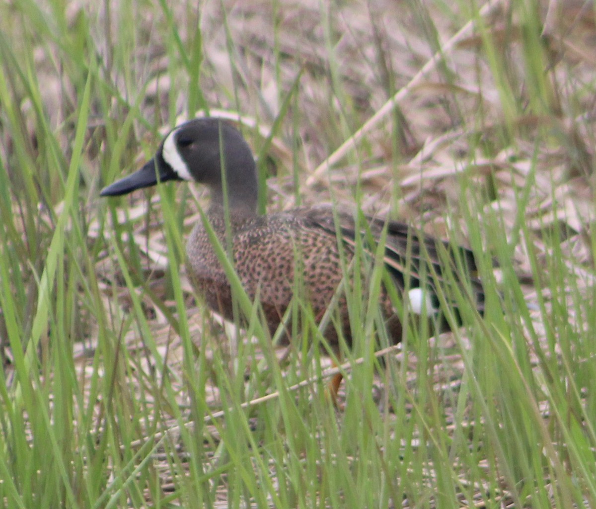 Blue-winged Teal - ML160260451