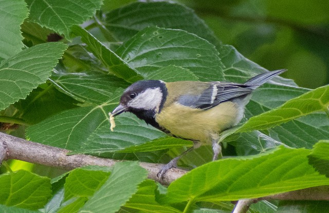 Definitive Basic Female Great Tit (subspecies <em class="SciName notranslate">major</em>). - Great Tit - 