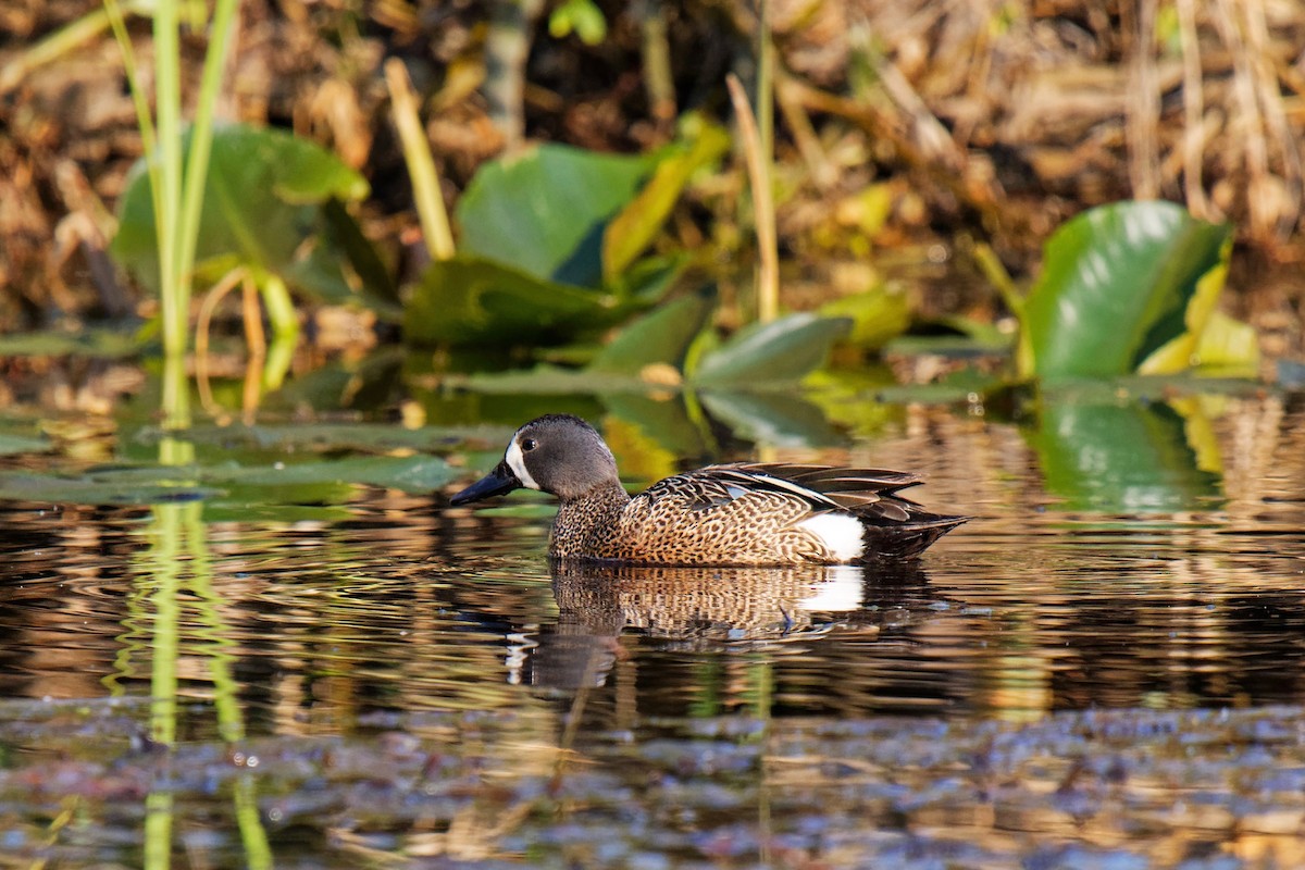 Blue-winged Teal - ML160271291