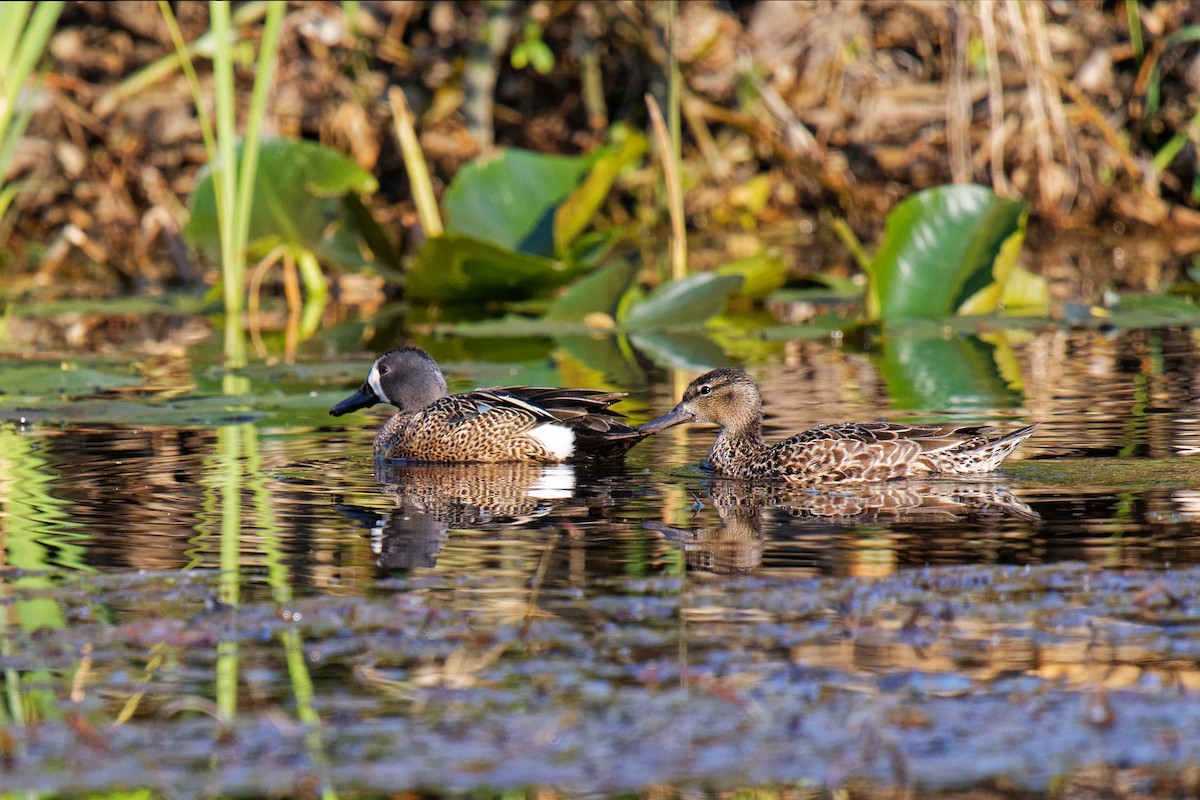 Blue-winged Teal - ML160271311