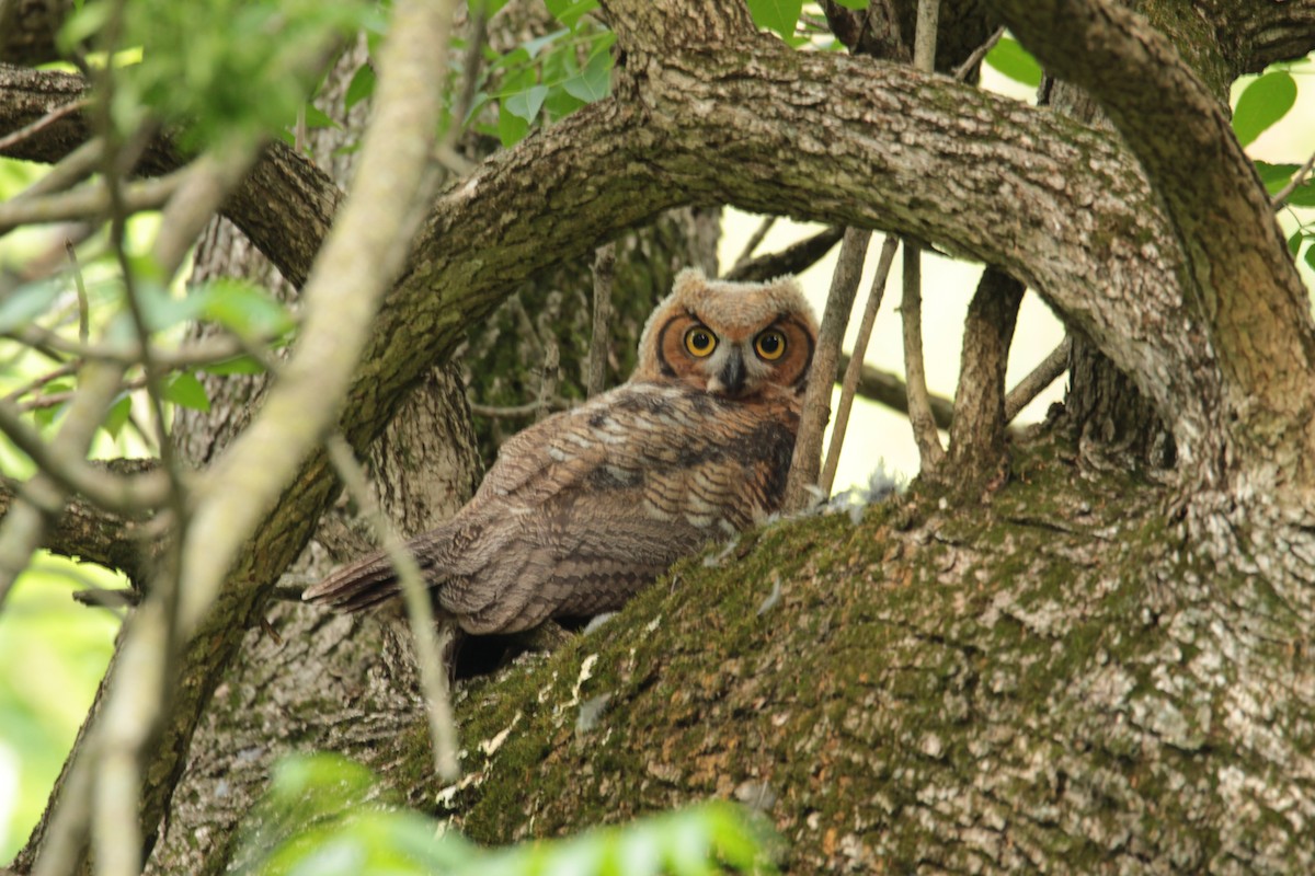Great Horned Owl - ML160274461