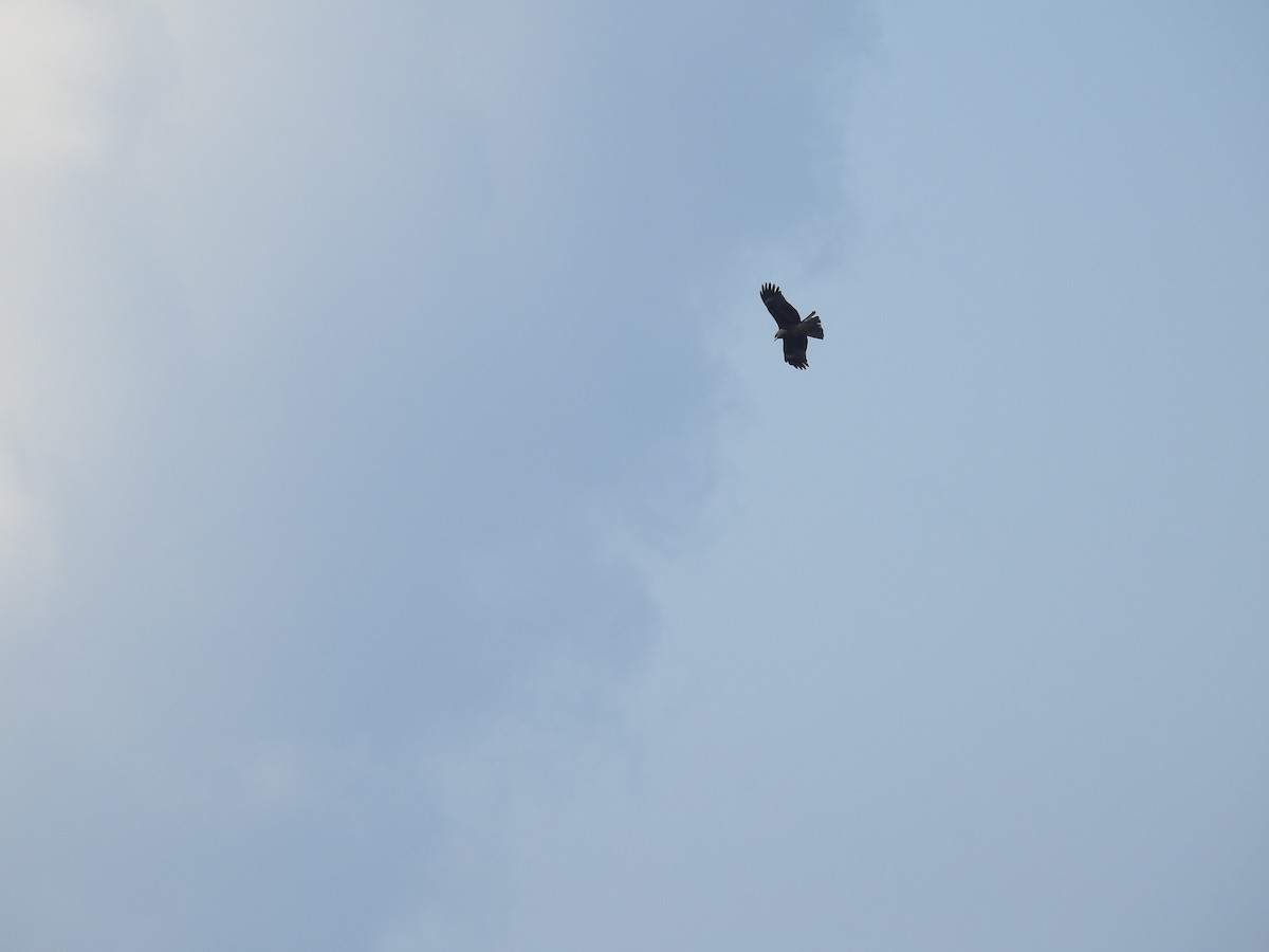Black Kite (Black-eared) - Ashwin Viswanathan