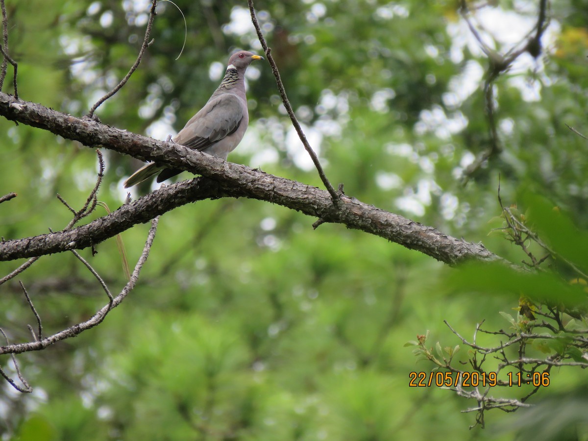 Band-tailed Pigeon - ML160281961