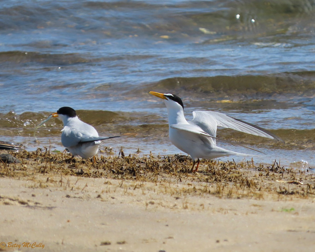 Least Tern - Betsy McCully