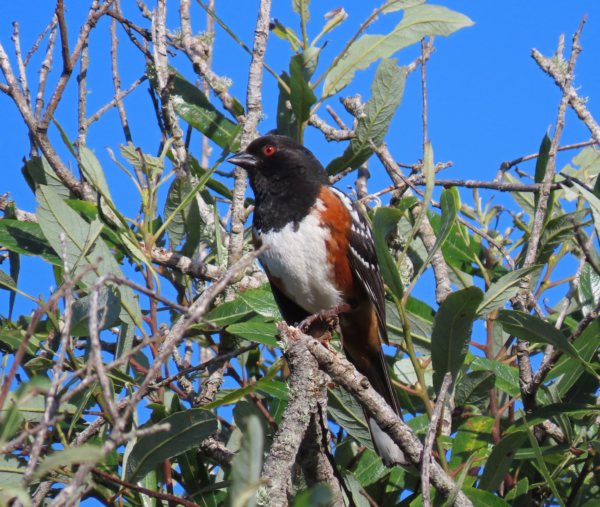 Spotted Towhee - Tom Edell