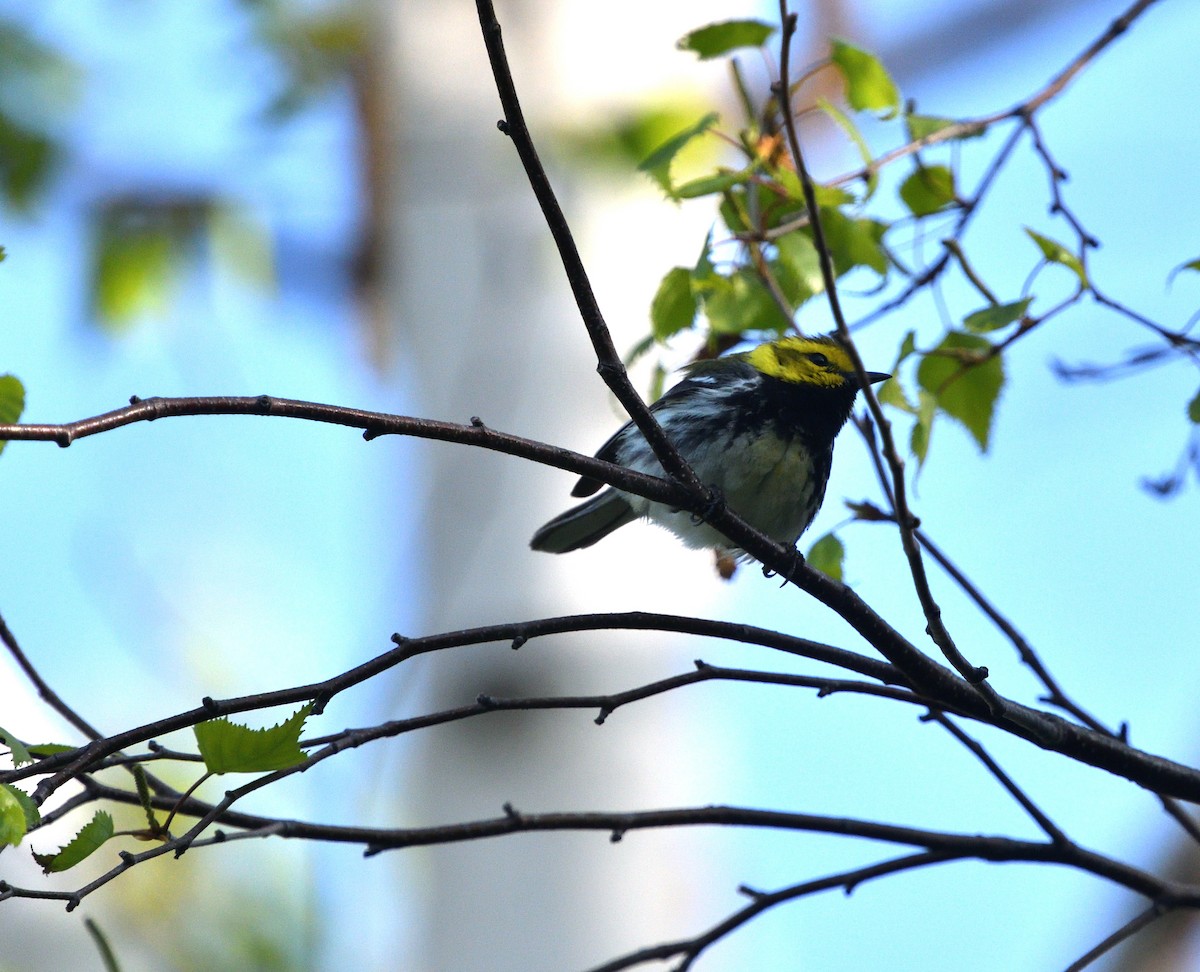 Black-throated Green Warbler - ML160290431