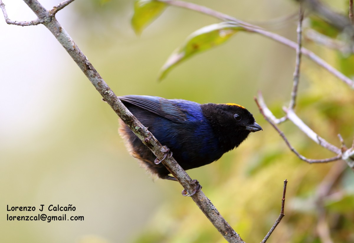 Golden-crowned Tanager - ML160298661