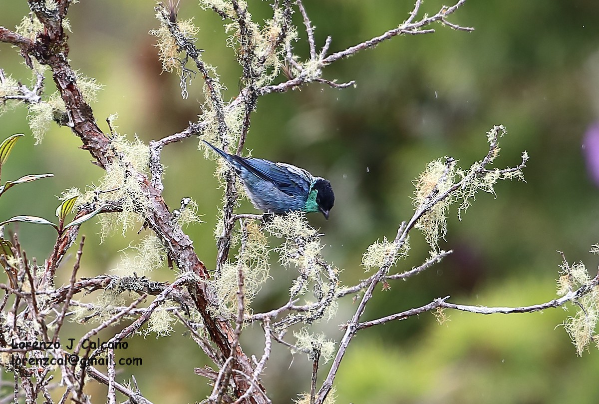 Black-capped Tanager - ML160298931