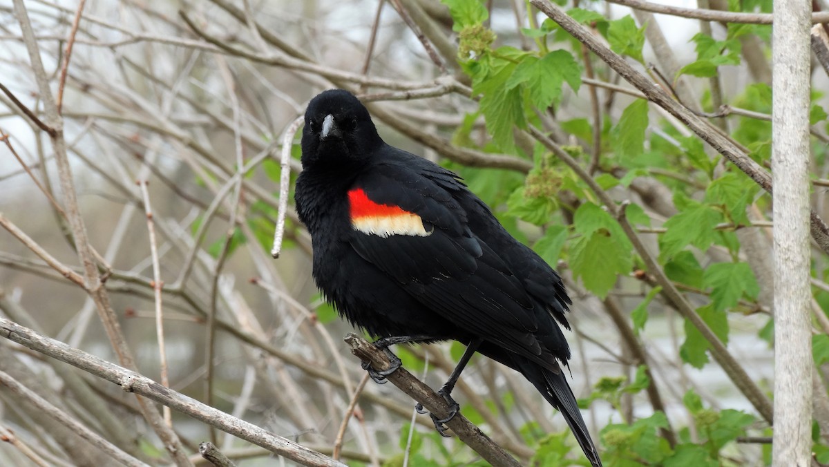 Red-winged Blackbird - ML160302231