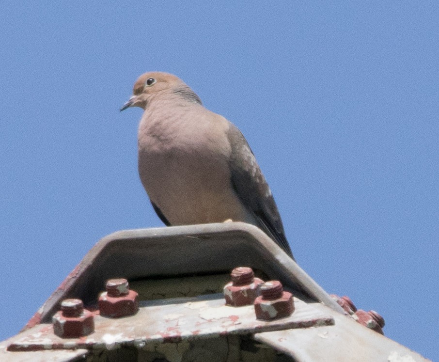 Mourning Dove - Jim Grieshaber
