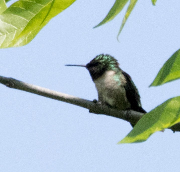 Ruby-throated Hummingbird - Jim Grieshaber