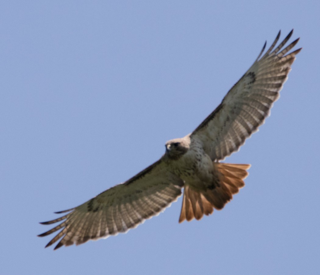 Red-tailed Hawk - ML160305741