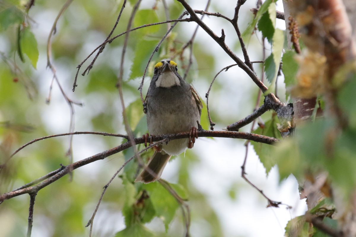 White-throated Sparrow - ML160306971