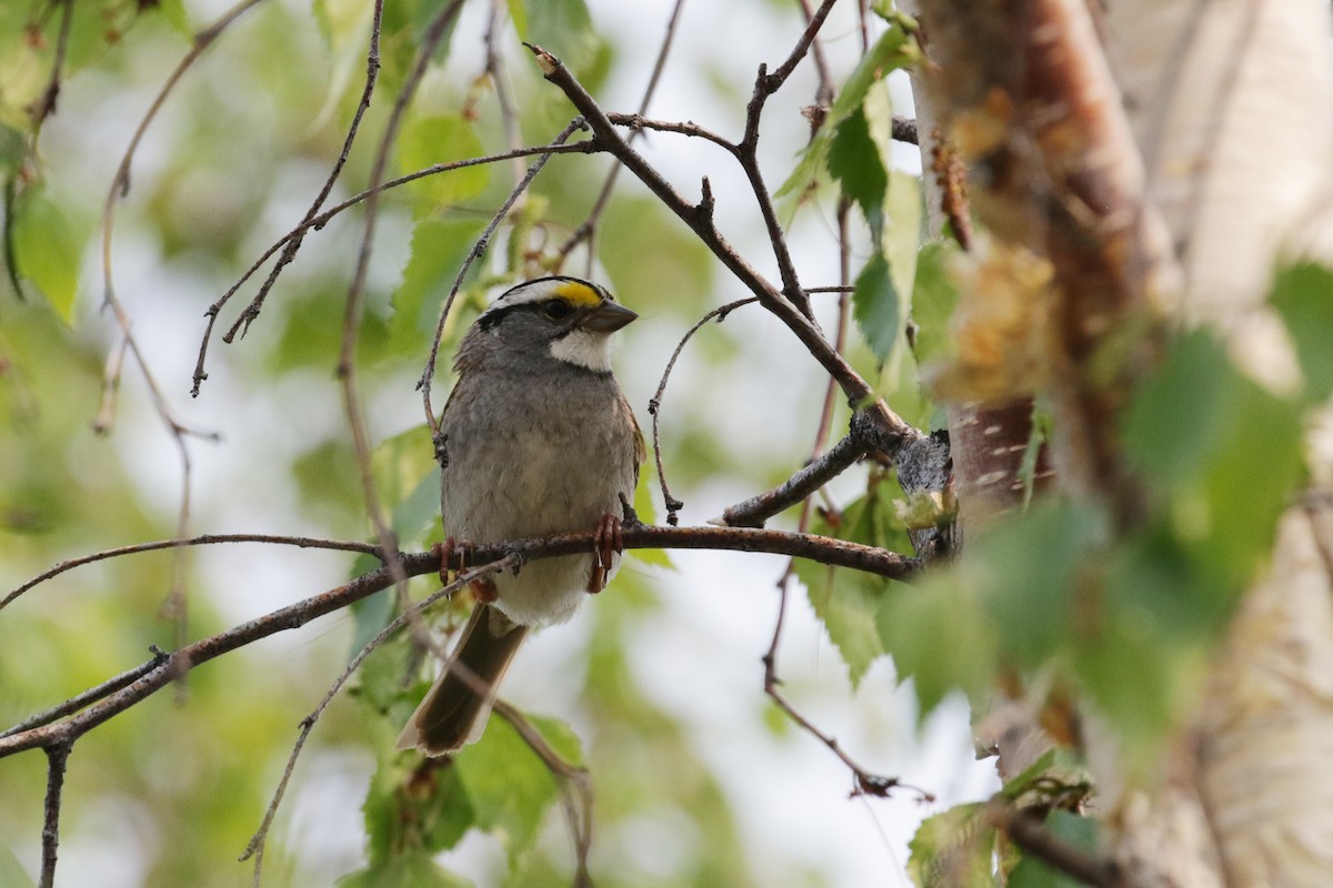 White-throated Sparrow - ML160306981