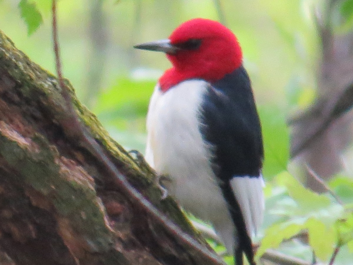 Red-headed Woodpecker - ML160307021