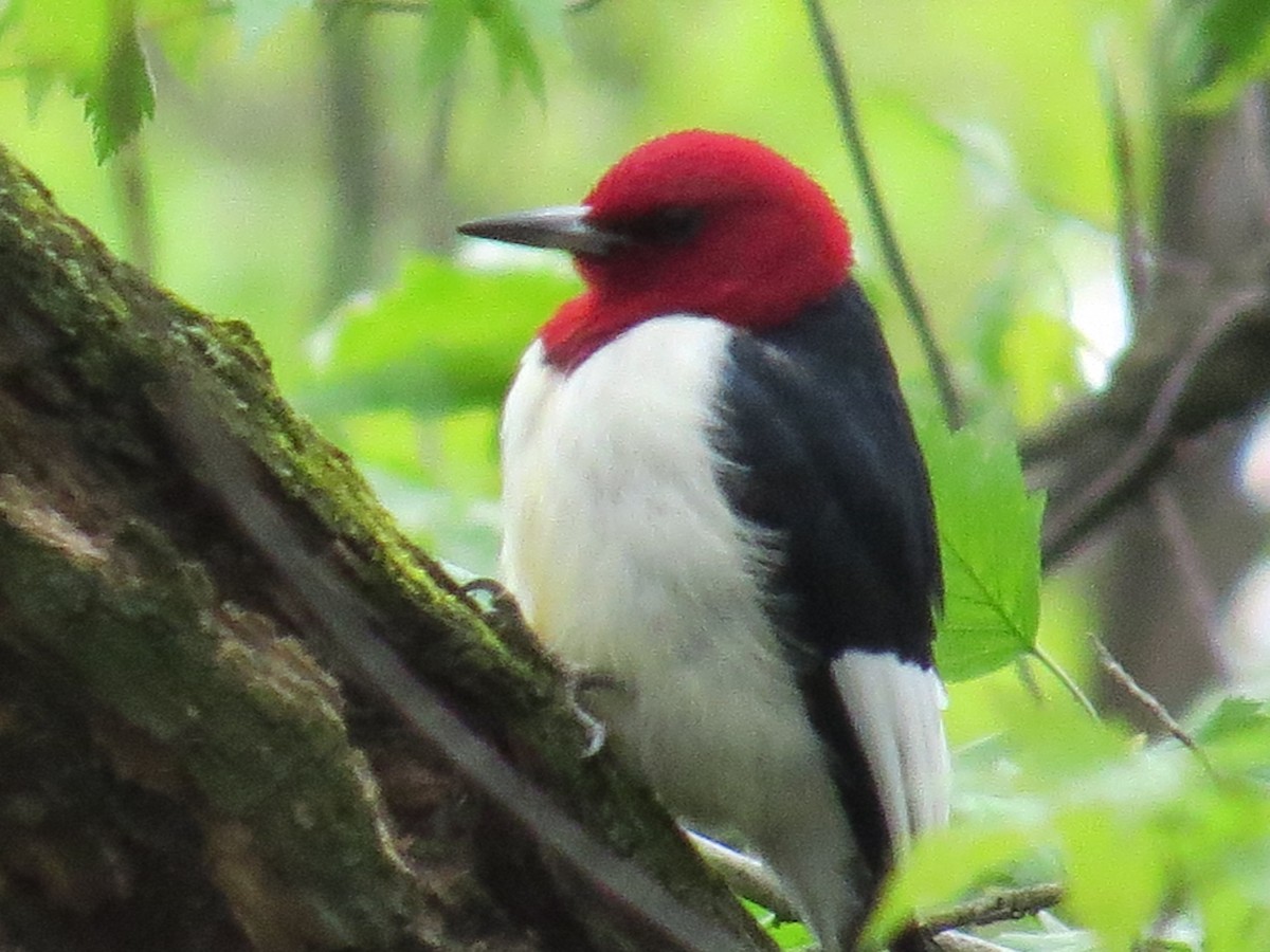 Red-headed Woodpecker - ML160307031