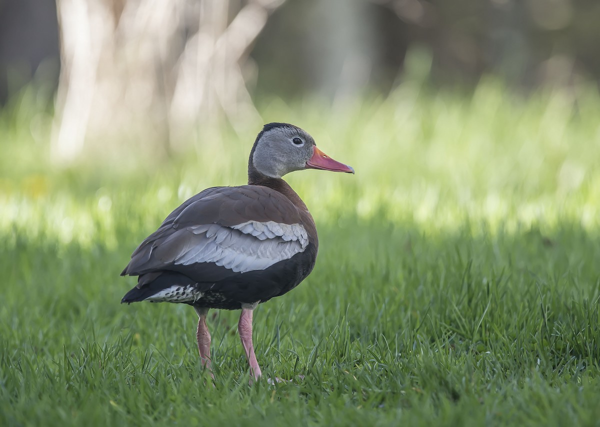 Black-bellied Whistling-Duck - Ronnie d'Entremont