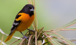  - Baltimore Oriole