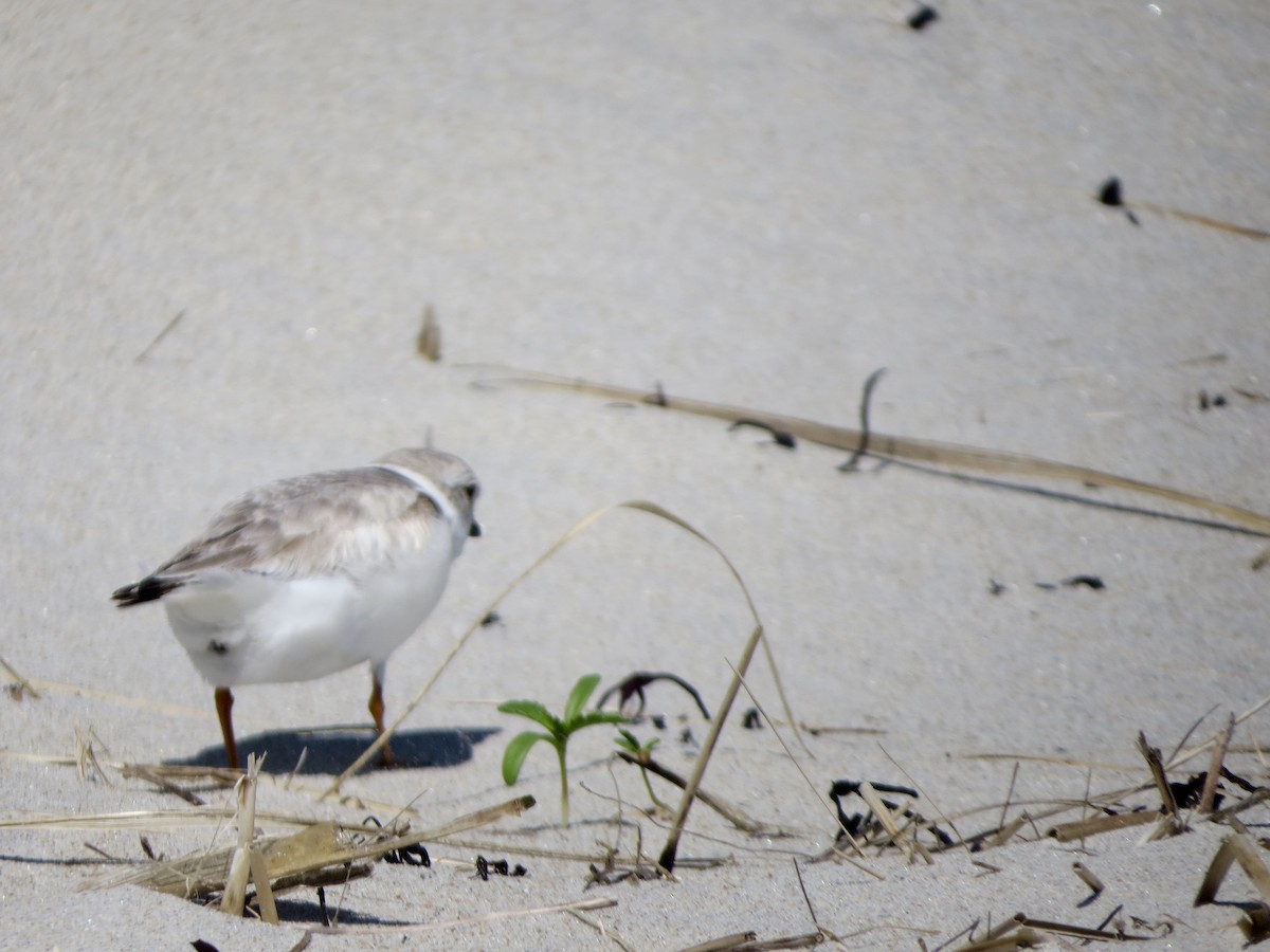 Piping Plover - ML160312251