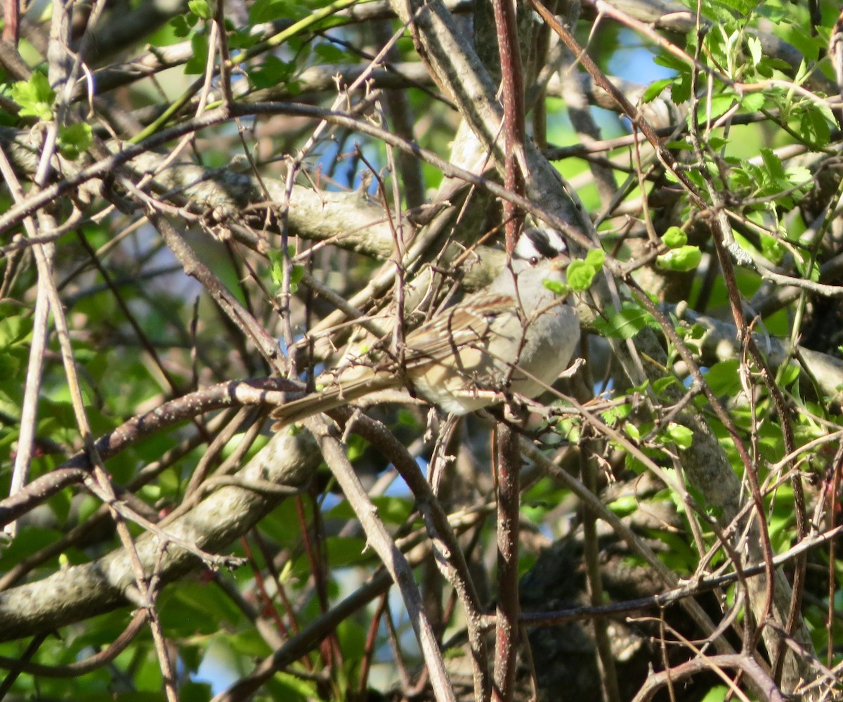 White-crowned Sparrow - ML160312991