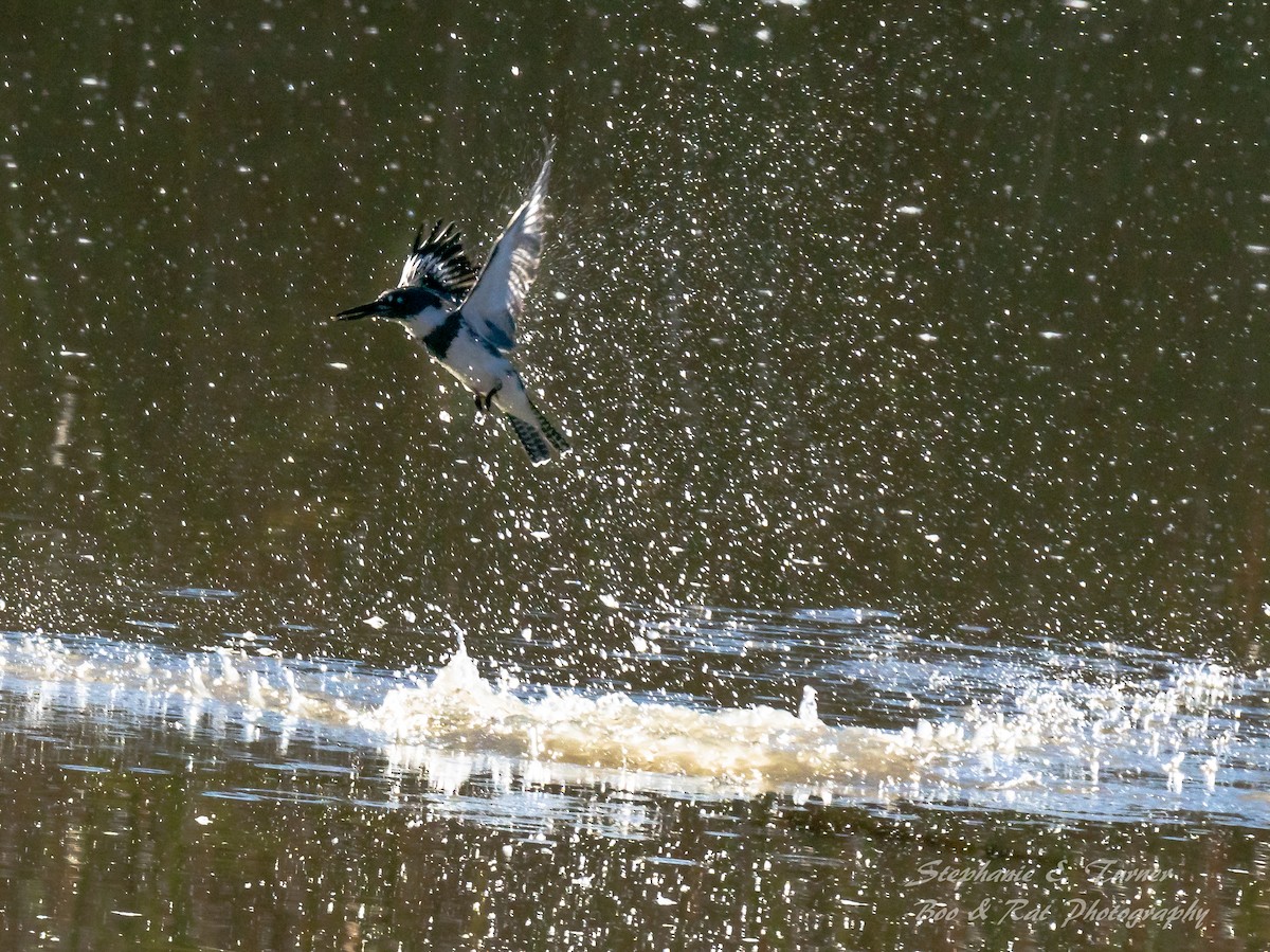 Belted Kingfisher - ML160321471