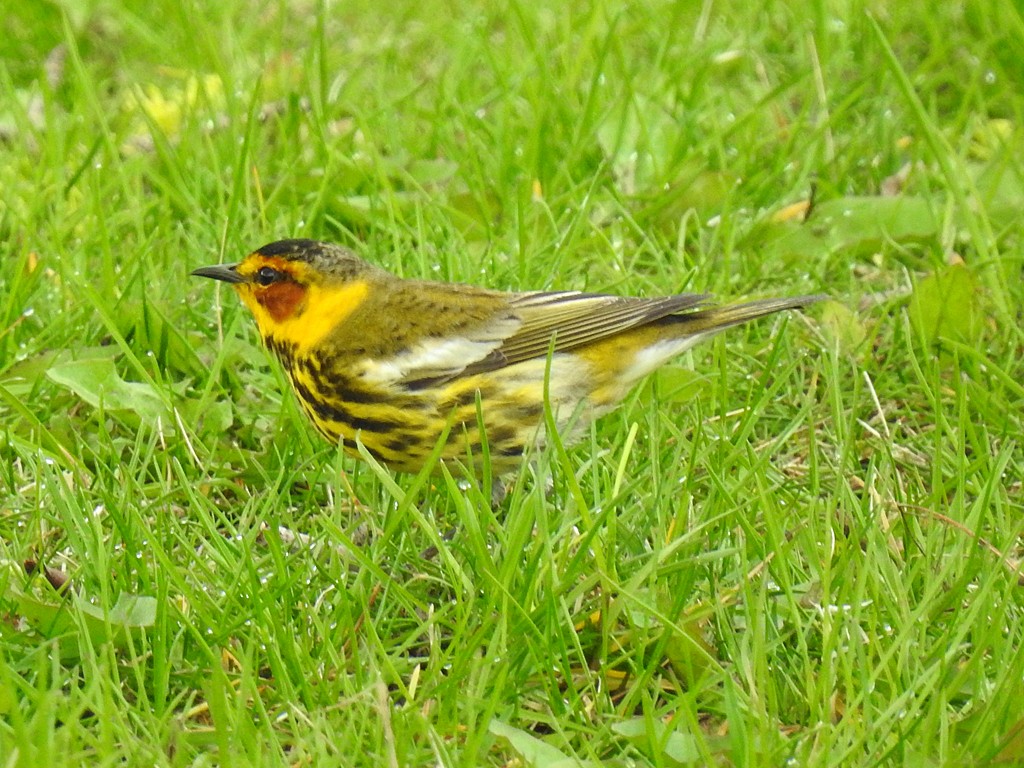 Cape May Warbler - ML160322331
