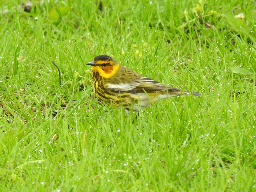 Cape May Warbler - ML160322341