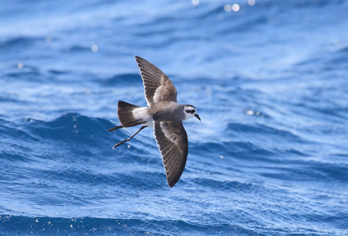 White-faced Storm-Petrel - ML160322781