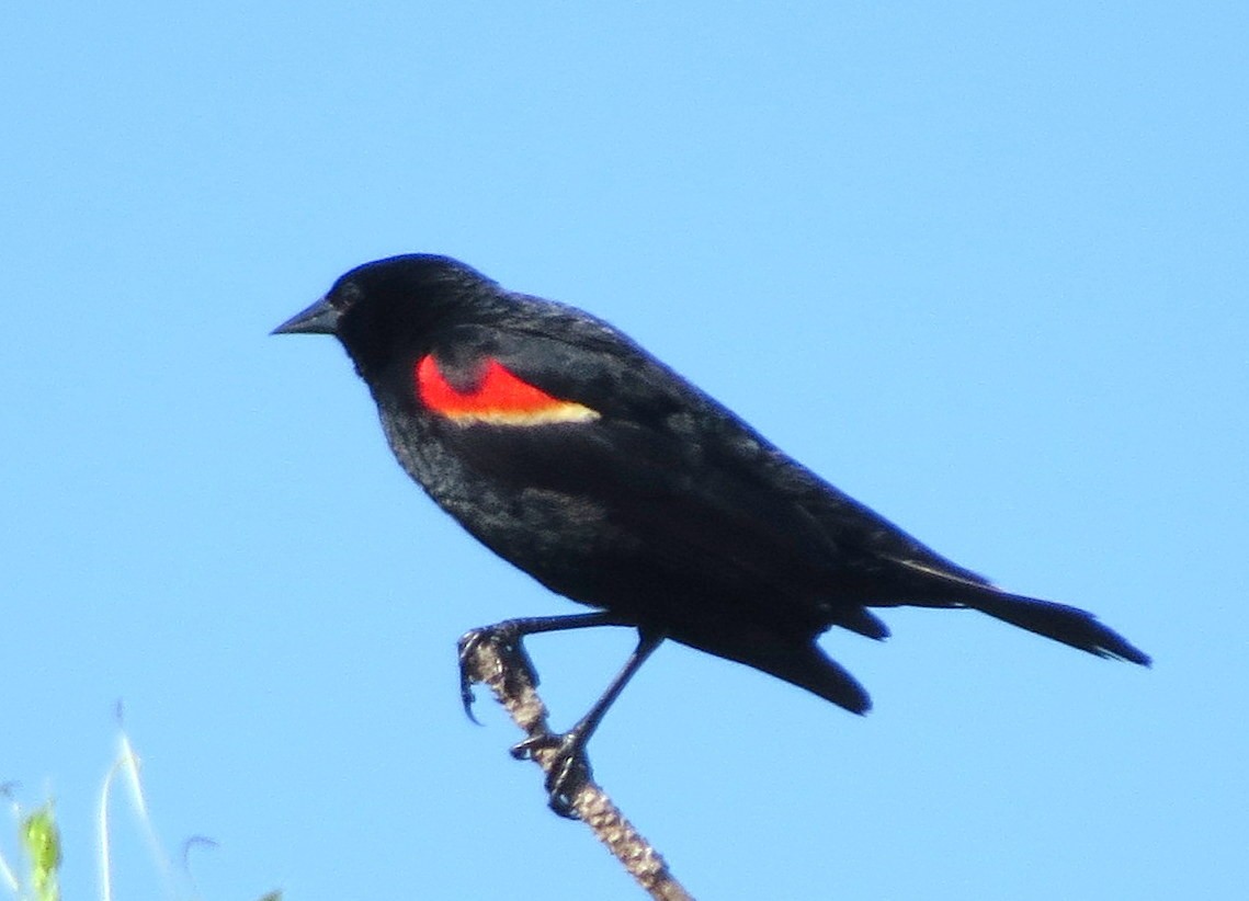 Red-winged Blackbird - ML160323931