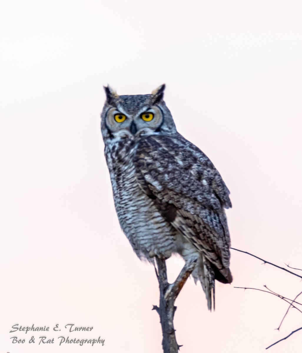 Great Horned Owl - ML160325471